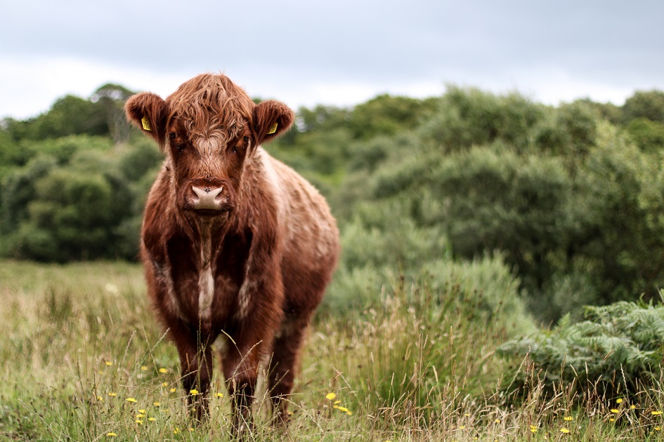 Scottish organic cattle